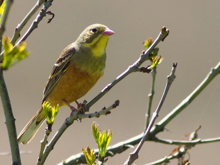 Ancora Ortolano